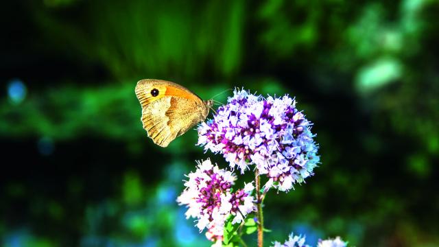 Photo macro - Fleur et papillon