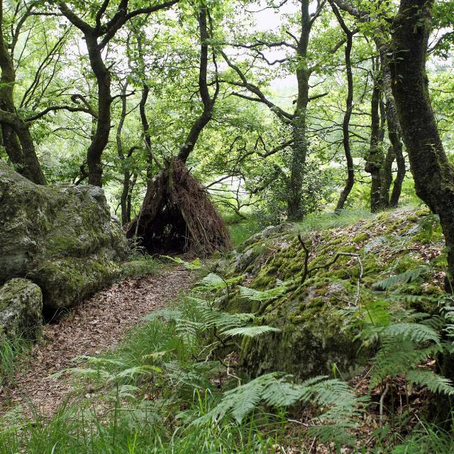 Forêt de Multonne