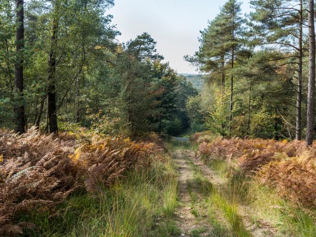 Forêt de Multonne