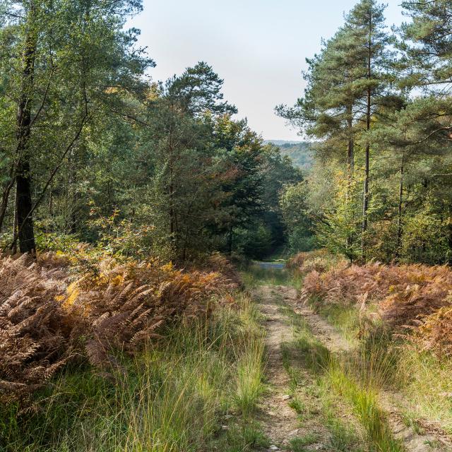 Forêt de Multonne