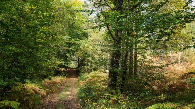 Forêt de Multonne