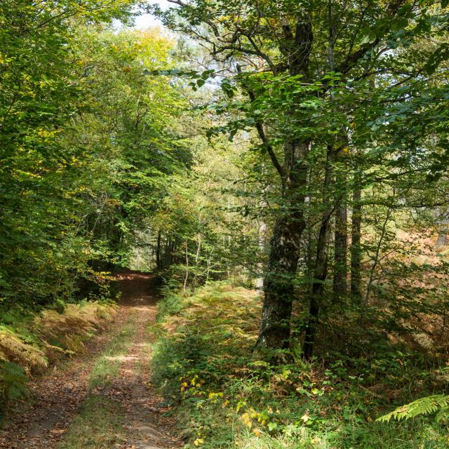 Forêt de Multonne