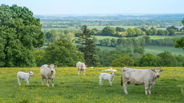 Mont des Avaloirs