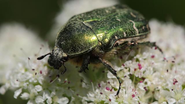 Photo Macro Coleoptere