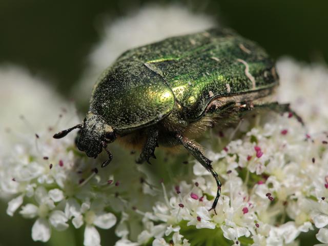 Photo Macro Coleoptere