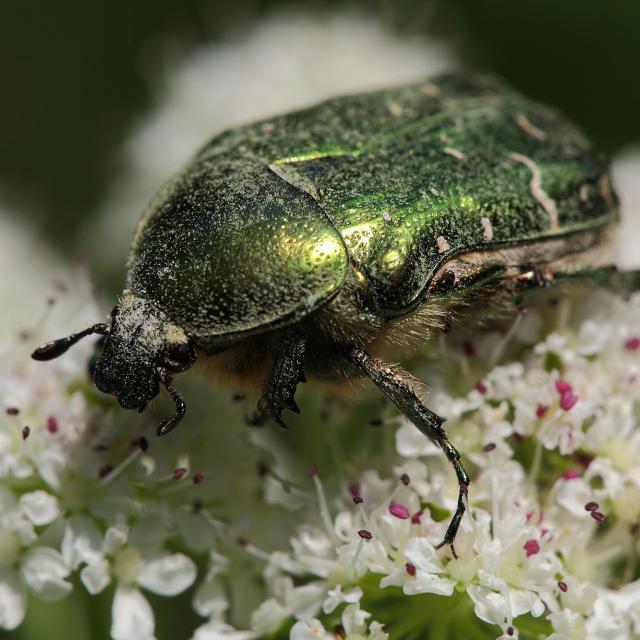 Photo Macro Coleoptere