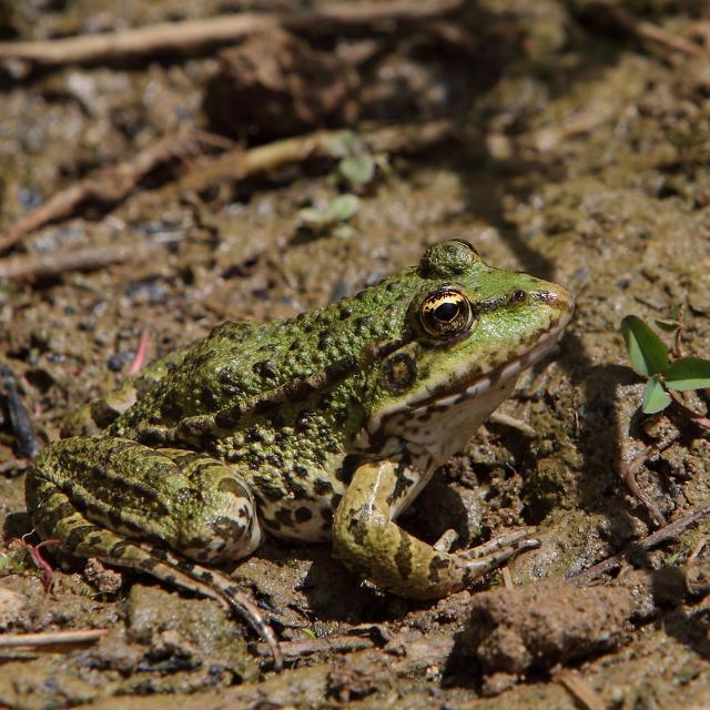 Photo Macro Grenouille