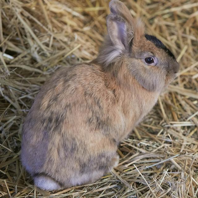 Asinerie Bois Gamat - lapin