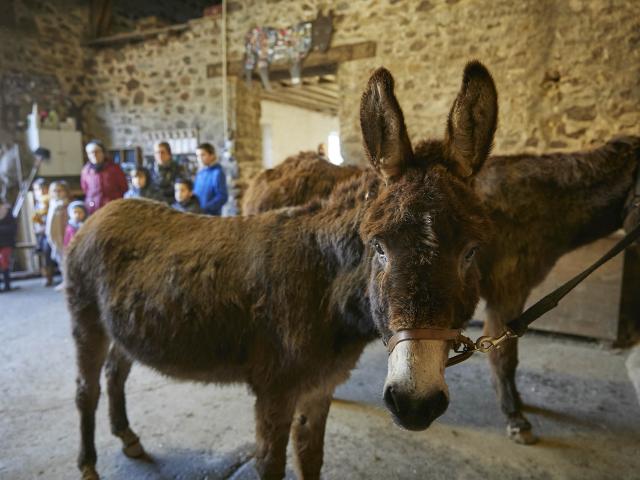 Découvir les animaux Asinerie du Bois-Gamats