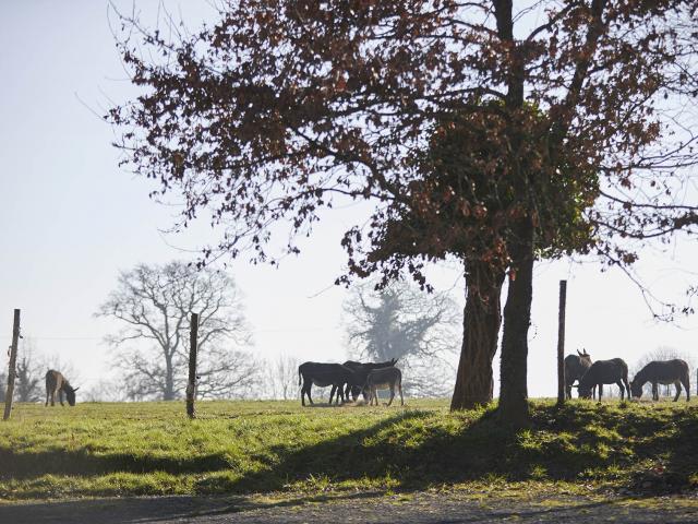 Asinerie Bois Gamat - paysage