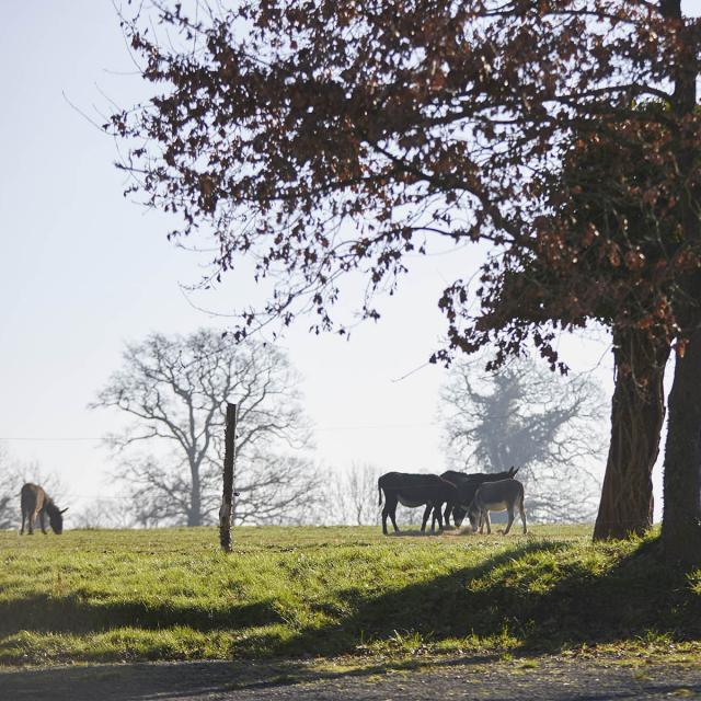 Asinerie Bois Gamat - paysage