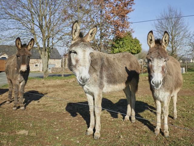 Asinerie Bois Gamat - trois anes