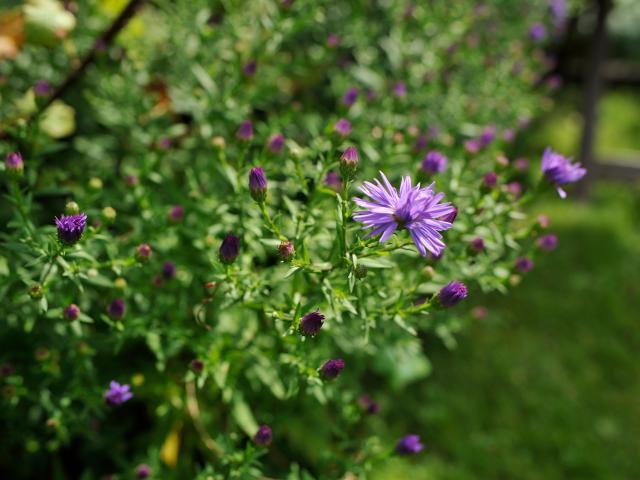 Gite A L Ombre Des Poiriers Saint Denis Du Maine - Fleur