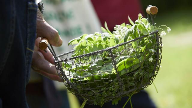 Atelier Cuisinez Des Plantes Sauvages Comestibles A La Rencontre Des Plantes Saint Gemmes Me Robert