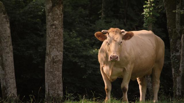 Bœuf fermier du Maine