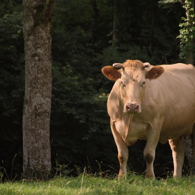 Bœuf fermier du Maine