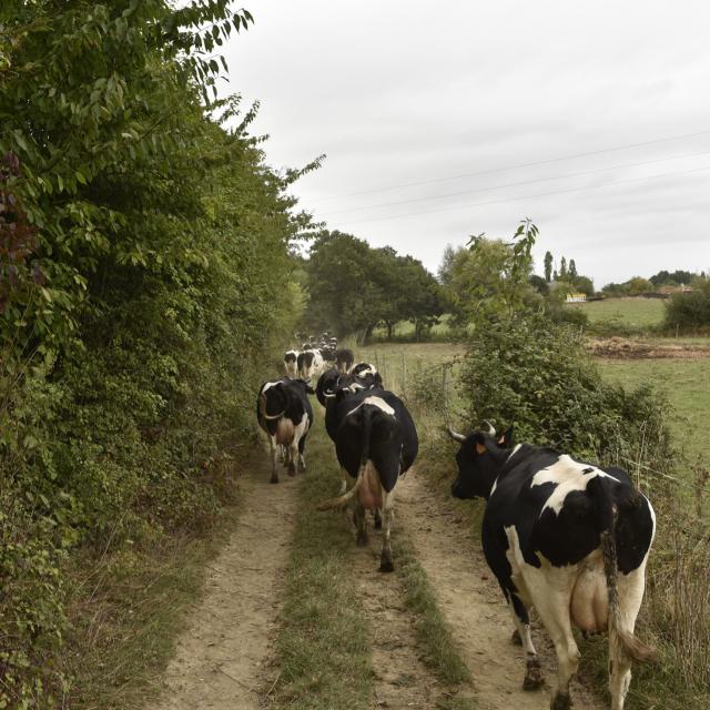 Animaux de la ferme