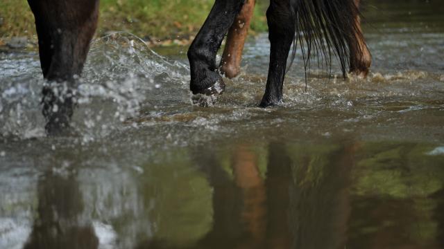 Randonnée à cheval - Ferme du Chemin à Madré