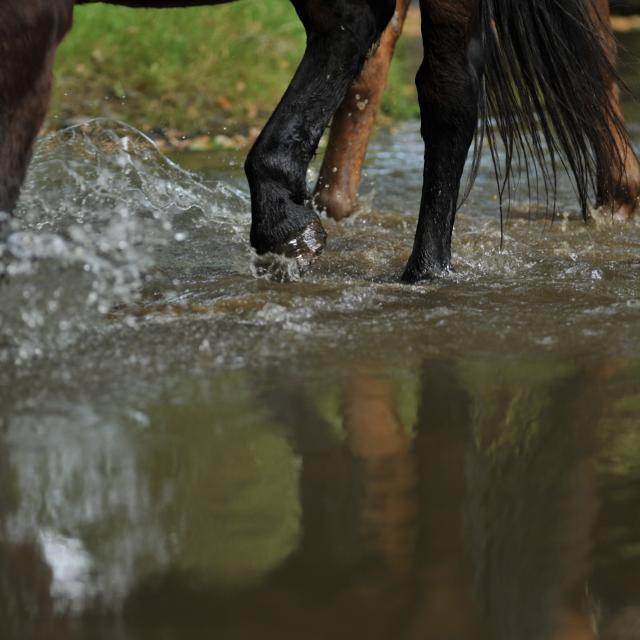 Randonnée à cheval - Ferme du Chemin à Madré