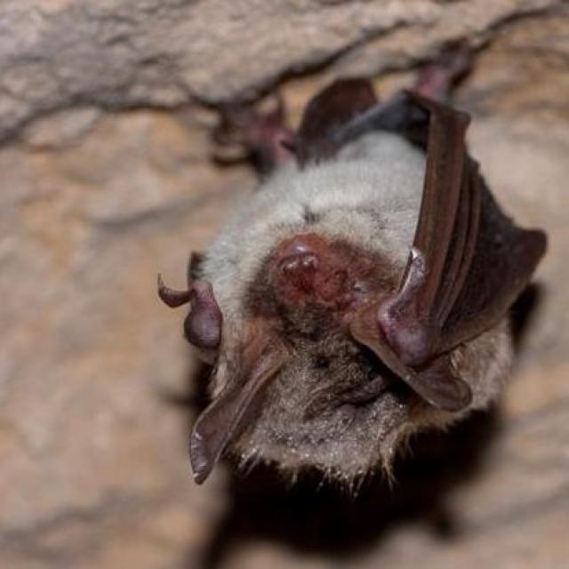 Chauve Souris à Saulges