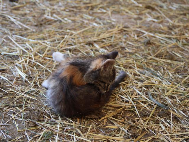 Ferme de la papinière - chaton - Saint Georges de Buttavent - Mayenne