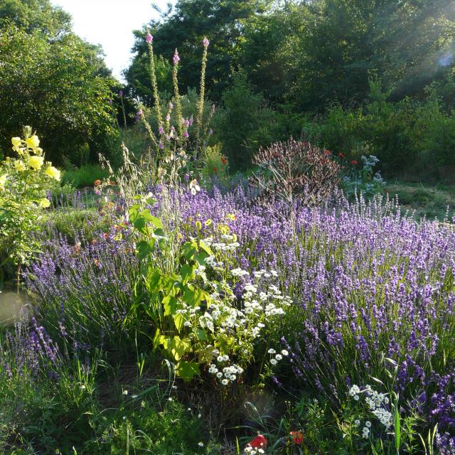 Jardin Medicinal De L Ermitage Marie Cloteau Sainte Gemmes Le Robert Mayenne