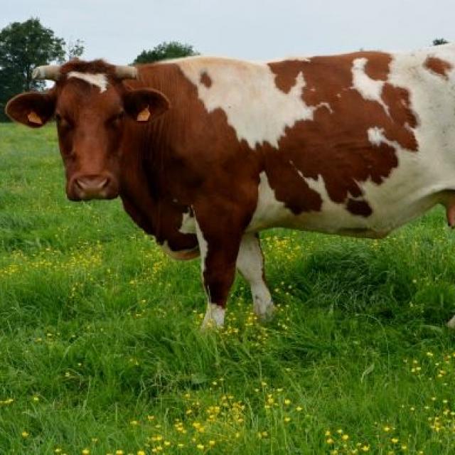 La Vache Rouge Des Prés