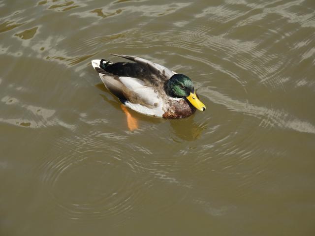 Village Vacances Et Pêche à Villiers Charlemagne - canard