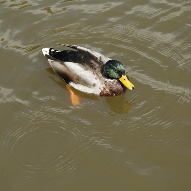 Village Vacances Et Pêche à Villiers Charlemagne - canard