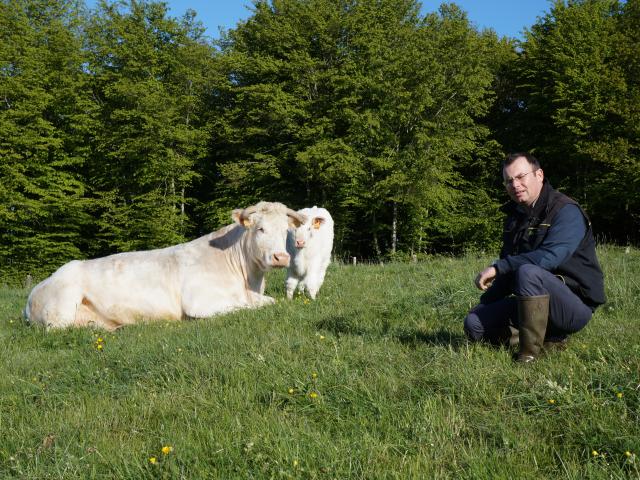 Boeuf fermier du Maine