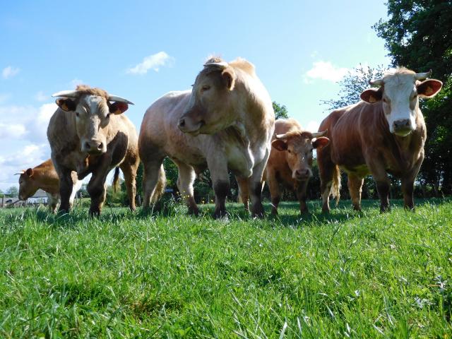 Le Boeuf Fermier du Maine