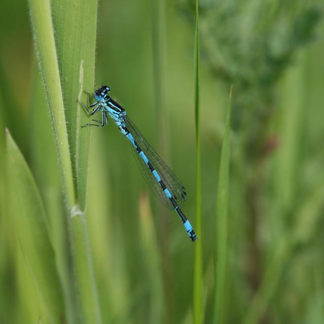 Agrion de mercure