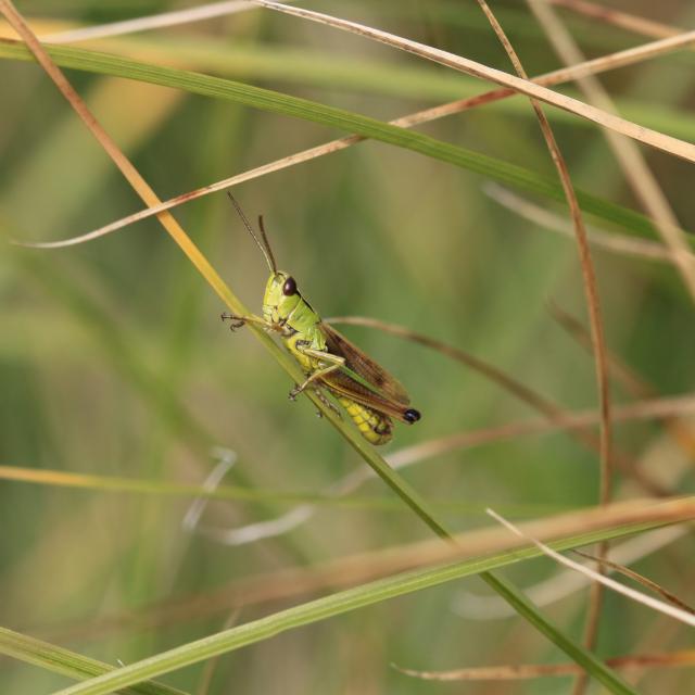 Chorthippus montanus