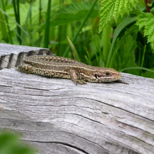 lézard vivipare