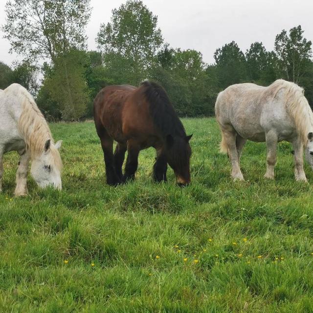 Chevaux Domaine de Dansé