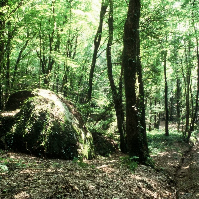 Bois Du Tay G Clément