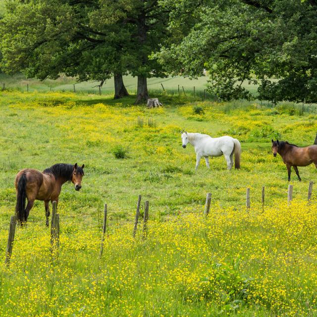 Chevaux Mayenne