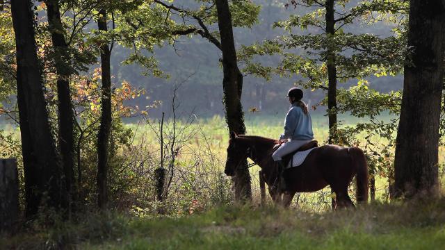 Cheval en forêt Mayenne