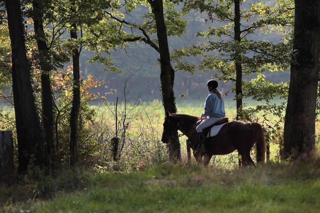 Cheval en forêt Mayenne