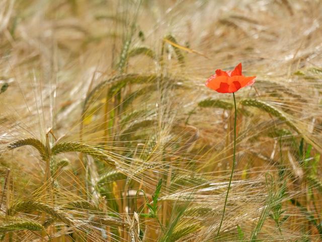 Ble Et Coquelicot Cp Dominique Vernier Mayenne Tourisme 1920px