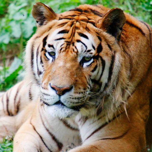 Tigre Le Refuge Animalier De L Arche Sud Mayenne Chateau Gontier Cp Pascal Beltrami Mayenne Tourisme 1920px