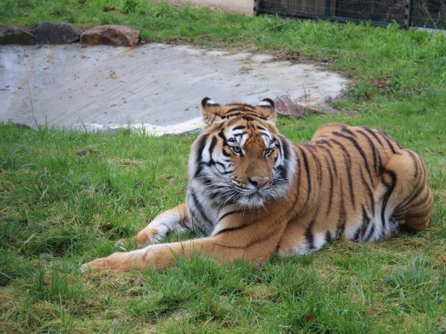 Kaïro Tigre au refuge de l'arche