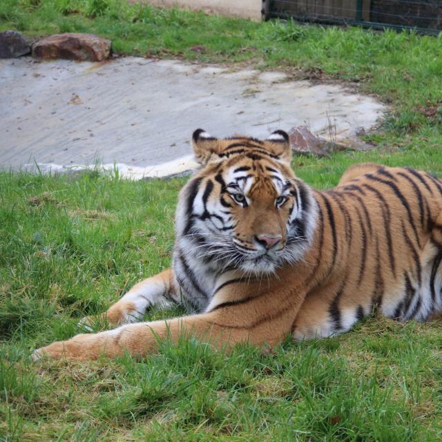 Kaïro Tigre au refuge de l'arche