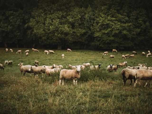 Mohair Du Maine La Bazouge De Chemere Cp 1920px(7)