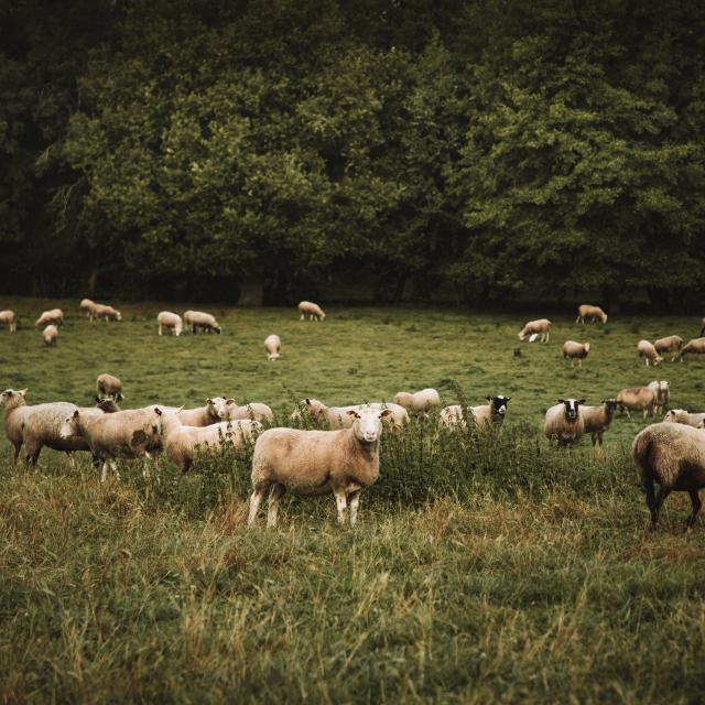 Mohair Du Maine La Bazouge De Chemere Cp 1920px(7)