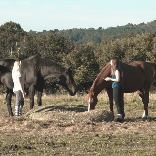 Balade éthologique 1 - domaine des pierres jumelles