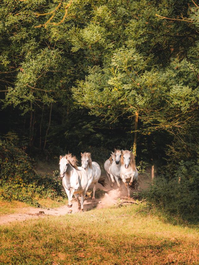 Le Roc Au Loup Andouille Cp Lezbroz Teddy Verneuil Mayenne Tourisme 1920px