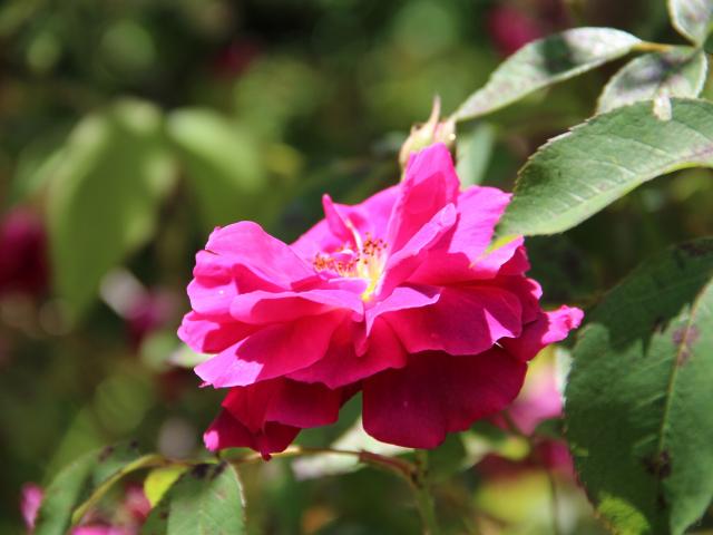 Les Jardins des Renaudies