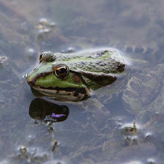 Grenouille-CP-Dominique_VERNIER-_Mayenne_Tourisme-1920px.jpg