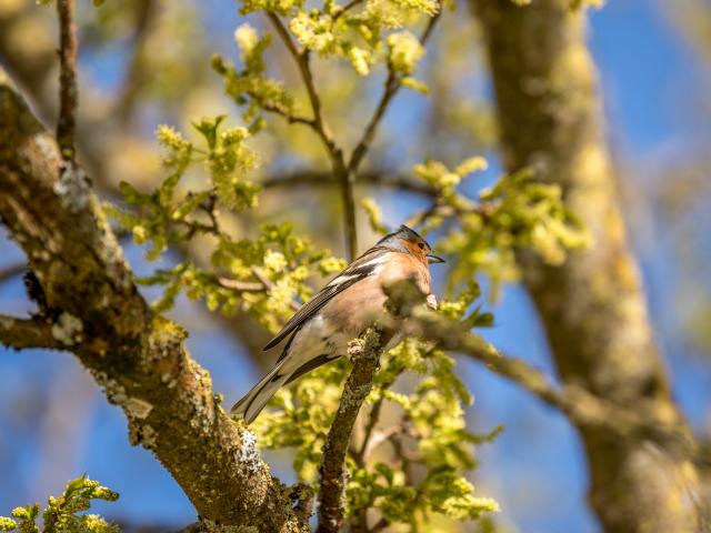 Pinson Des Arbres Cp Fabien Chere Sparadrap53 1920px (2)